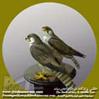 شاهین